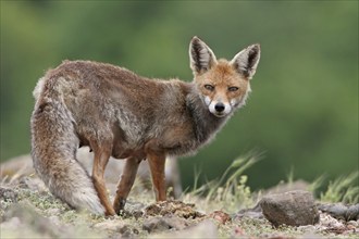 Arabian red fox (Vulpes vulpes arabica), young animal, foraging, biotope, Rhodope Mountains,