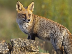 Arabian red fox, (Vulpes vulpes arabica), young animal, foraging, biotope, Hides De Calera / Valley