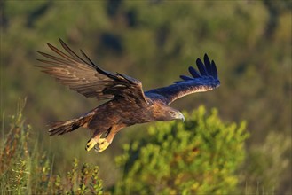 Golden Eagle, (Aquila chrysaetos), bird of prey, family of hawk-like birds, flight, biotope,