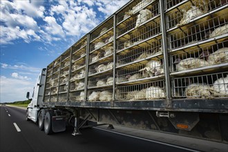 Low angle and rear view of a transportation turkey truck on the roads, lot of white turkeys in