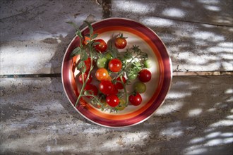 Fresh tomato cherry Bunch of Italian Tuscan cultivation area