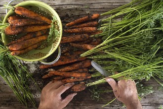 Cleaning and preparation of a bunch of freshly picked carrots