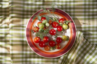 Fresh tomato cherry Bunch of Italian Tuscan cultivation area