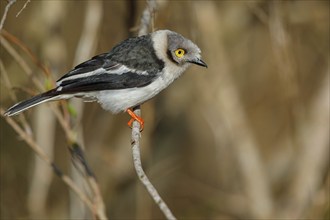 White-fronted shrike, (Prionops plumata), wanga shrike, passerine birds, Africa, Mkuze Game