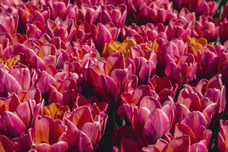 Pink Tulip flowers blooming in the garden field landscape. Beautiful spring garden with many red