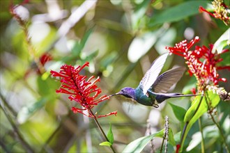 Fork-tailed Hummingbird (Eupetomena macroura) Pantanal Brazil