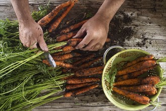 Cleaning and preparation of a bunch of freshly picked carrots