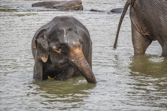 Dry subtropical landscape on an island. A family of elephants seeks to cool off in a river right