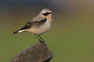 Wheatear, (Oenanthe oenanthe), songbird, bird of the flycatcher family, male, Bad Dürkheim