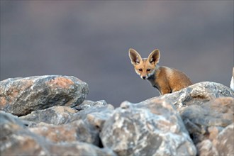 Arabian red fox, (Vulpes vulpes arabica), young animal, foraging, biotope, pup, Jabal Samhan,