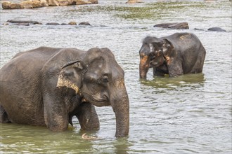 Dry subtropical landscape on an island. A family of elephants seeks to cool off in a river right