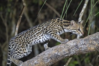 Ocelot (Leopardus pardalis), at night, climbing on a branch, stalking, Pantanal, inland, wetland,