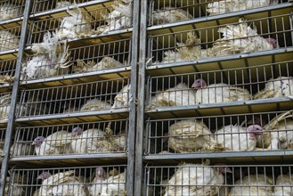 Live white turkeys in transportation truck cages, Transfer from the farm to the factory process,