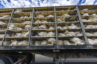 Low angle of live white turkeys in transportation truck cages, The Inhumane process of transporting