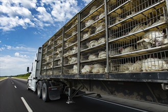 Low angle and rear view of a transportation turkey truck on the roads, lot of white turkeys in