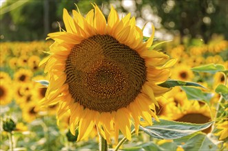 Blooming sunflowers between Bekesszentandras and Szarvas, Hungary, Europe