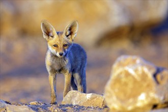 Arabian red fox, (Vulpes vulpes arabica), young animal, foraging, biotope, pup, Jabal Samhan,