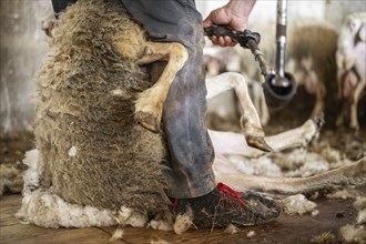 Sheep wool shearing by farmer. Shearing the wool from sheep