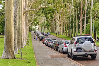 Magnificent eucalypts (red-flowering gum trees) along Fraser Avenue in Kings Park, Perth, WA,