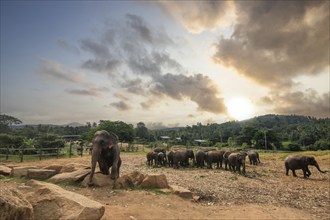 Dry subtropical landscape on an island. A family of elephants at the edge of the forest at sunset.