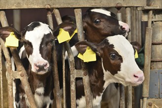 Three newborn little red-and-white calves Bos primigenius taurus in a farmer's stable in the