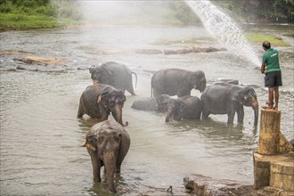 Dry subtropical landscape on an island. A family of elephants seeks to cool off in a river right