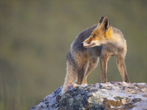 Arabian red fox, (Vulpes vulpes arabica), young animal, foraging, biotope, El Millaron / Golden