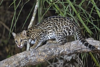 Ocelot (Leopardus pardalis), at night, climbing a branch, licking its mouth, Pantanal, inland,