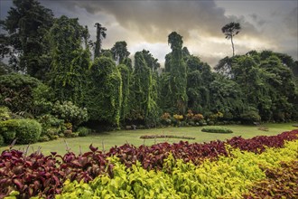 Landscape with flowers and old trees on a rainy day. Peradeniya Royal Botanical Gardens, Kandy, Sri