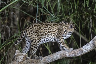 Ocelot (Leopardus pardalis), at night, climbing a branch, looking back, Pantanal, inland, wetland,