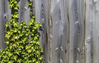 The photo shows a wooden fence overgrown with ivy in the sun