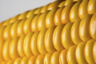 Abstract detail of corn on the cob