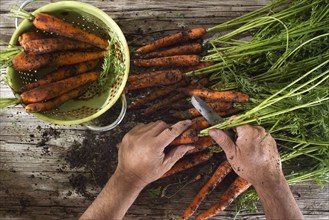 Cleaning and preparation of a bunch of freshly picked carrots