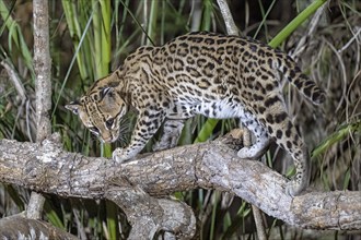 Ocelot (Leopardus pardalis), at night, standing on branch, Pantanal, inland, wetland, UNESCO