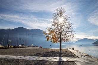 Last orange leaves on a tree in Lugano, end of autumn, sunny December day. Sailboats near shore in