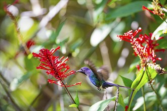 Fork-tailed Hummingbird (Eupetomena macroura) Pantanal Brazil