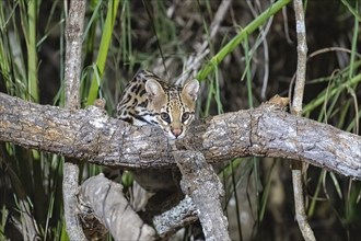 Ocelot (Leopardus pardalis), at night, climbing over a branch, eye contact, Pantanal, inland,