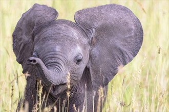 Portrait of an elephant calf in the grass