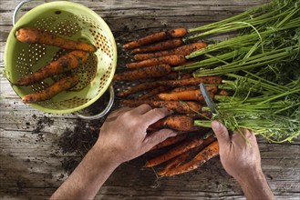 Cleaning and preparation of a bunch of freshly picked carrots