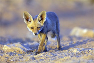 Arabian red fox, (Vulpes vulpes arabica), young animal, foraging, biotope, pup, Jabal Samhan,