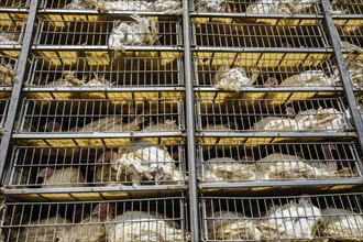 Low angle of live white turkeys in transportation truck cages in bad conditions, process of