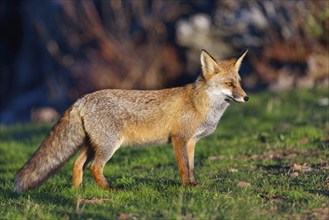 Arabian red fox, (Vulpes vulpes arabica), young animal, foraging, biotope, El Millaron / Imperial