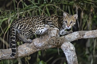 Ocelot (Leopardus pardalis), at night, climbing a branch, looking back, Pantanal, inland, wetland,