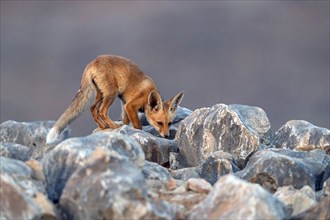 Arabian red fox, (Vulpes vulpes arabica), young animal, foraging, biotope, pup, Jabal Samhan,