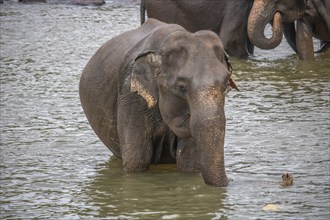 Dry subtropical landscape on an island. A family of elephants seeks to cool off in a river right