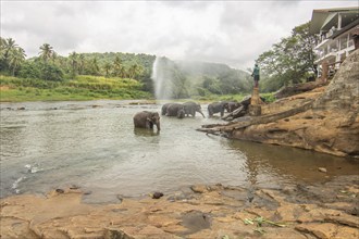 Dry subtropical landscape on an island. A family of elephants seeks to cool off in a river right