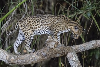 Ocelot (Leopardus pardalis), at night, climbing on branch, looking down, Pantanal, inland, wetland,