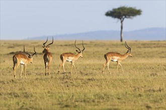 Impala antelope walking on the grass landscape