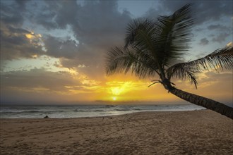 Landscape by the sea and sandy beach. A palm tree juts into the picture and adds a special touch to