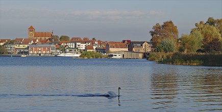 Idyllic lakeside landscape with town in the background and swans in the water, Waren, Müritz,